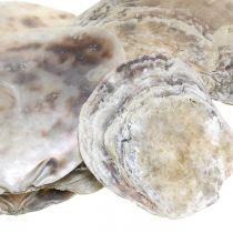 Product Maritime decoration, Capiz shells, natural items mother-of-pearl, violet 8–14cm 1kg