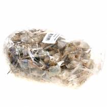 Product Spiny snail 1kg