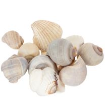Product Real Sea Shells Maritime accents for unique interior décor and crafts 500g