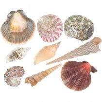 Shell mix, shells and snail shells, summer decoration H3–5cm/L2.5–9cm 950g