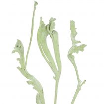 Product Natraj Mix Apple Green, whitewashed 10 pcs