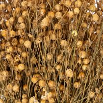Product Natural flax dried grasses for dried flower arrangements Linum Natur 60cm 180g