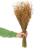 Product Natural flax dried grasses for dried flower arrangements Linum Natur 60cm 180g