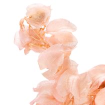 Product Nicandra dried flower creates a romantic atmosphere for any living area 75cm