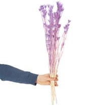 Product Dried Nigella flowers bouquet, decorative use in the living room, creates a unique ambience, 70cm, 50g