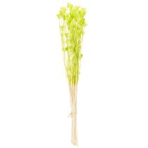 Product Dried Nigella flowers, charming natural room decoration for the home, 70cm, 50g
