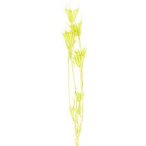 Product Dried Nigella flowers, charming natural room decoration for the home, 70cm, 50g