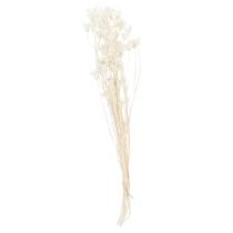 Product Dried Nigella flowers, bunch of elegant natural decoration for exclusive interiors, 70cm, 50g