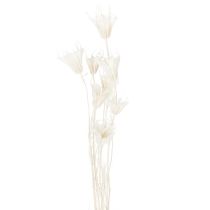 Product Dried Nigella flowers, bunch of elegant natural decoration for exclusive interiors, 70cm, 50g