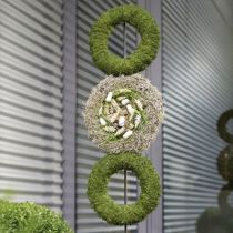 Floral foam ring wreath gray H3cm Ø20cm 6pcs