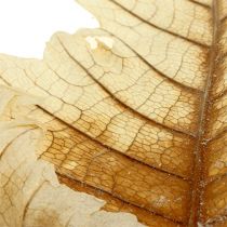 Oak Leaf bleached 35pcs