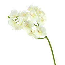 Orchid cream-white L57cm 6pcs