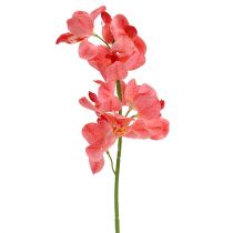 Product Orchid Mokara Salmon 50cm 6pcs