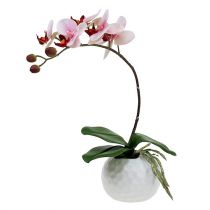 Pink orchid in ceramic pot 31cm