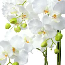 Product Orchid white with globe 110cm
