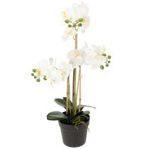 Product Artificial orchid in a pot for a harmonious ambience, white, 60cm