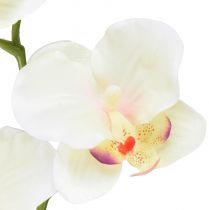 Product Orchid Phalaenopsis artificial 6 flowers cream pink 70cm