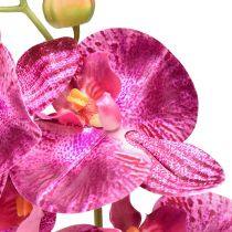 Product Orchid flamed Artificial Phalaenopsis Violet 72cm