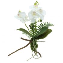 Orchid white with mossballs and roots 36cm