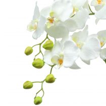 Product Orchid white on a ball of 118cm