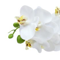 Product Orchid branch White L58cm