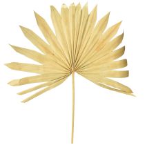 Product Palmspear Sun Natural Palm Leaf Dried Natural Decoration 30 pcs