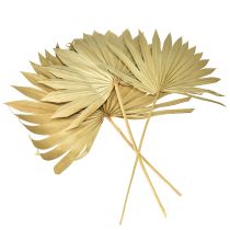 Product Palmspear Sun Natural Palm Leaf Dried Natural Decoration 30 pcs