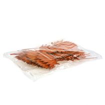 Product Palmspear Sun Orange 30 pcs