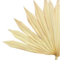 Product Palmspear Sun bleached 30 pcs