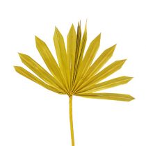 Product Palmspear Sun mini Yellow 50 pcs