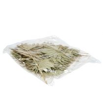 Product Palmspear Sun mini nature 50 pcs