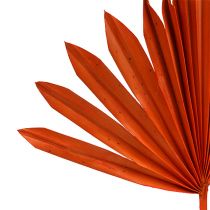Product Palmspear Sun mini Orange 50 pcs