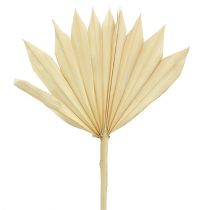 Product Palmspear Sun mini bleached 30 pcs