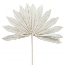 Palmspear Sun mini whitewashed 50pcs