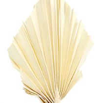 Product Palmspear bleached 20 pcs