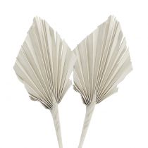 Product Palmspear Mini White Washed 100 pcs