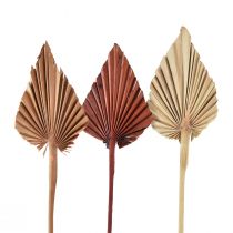 Product Palmspear mini sorted Morocco 30 pcs