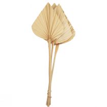 Palmspear Palm Leaves Natural Decoration Bleached 12.5×38cm 4pcs