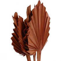 Product Palmspear palm leaves natural decoration brown 5-9×14cm L35cm 4 pcs