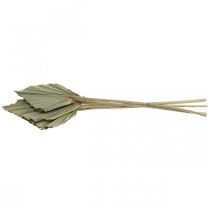 Product Mini palm spear, dried floristry, Advent decoration, memorial days natural L33–34cm W7–9cm 4 pcs