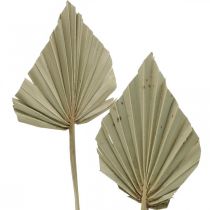 Product Mini palm spear, dried floristry, Advent decoration, memorial days natural L33–34cm W7–9cm 4 pcs