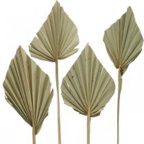 Product Mini palm spear, dried floristry, Advent decoration, memorial days natural L33–34cm W7–9cm 4 pcs