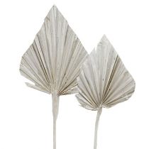 Product Palm spear washed white 10cm - 15cm L33cm 65p