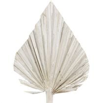 Palm spear washed white 10cm - 15cm L33cm 65p