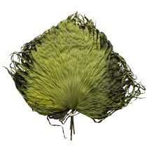 Product Palm fronds dried leaves decoration Saribus green 45cm 5 pcs