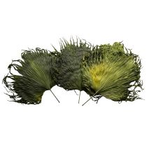 Product Palm fronds dried leaves decoration Saribus green 45cm 5 pcs