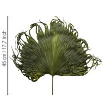 Product Palm fronds dried leaves decoration Saribus green 45cm 5 pcs