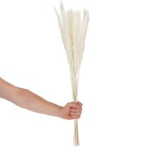 Product Pampas Grass Dried Flowers Bleached 70cm 15 Stems