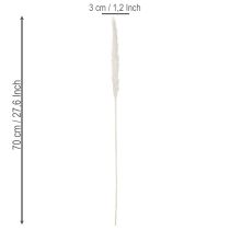 Product Pampas Grass Dried Flowers Bleached 70cm 15 Stems