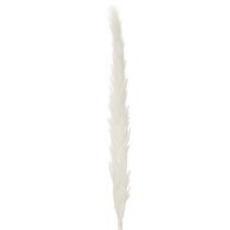 Product Pampas Grass Dried Flowers Bleached 70cm 15 Stems